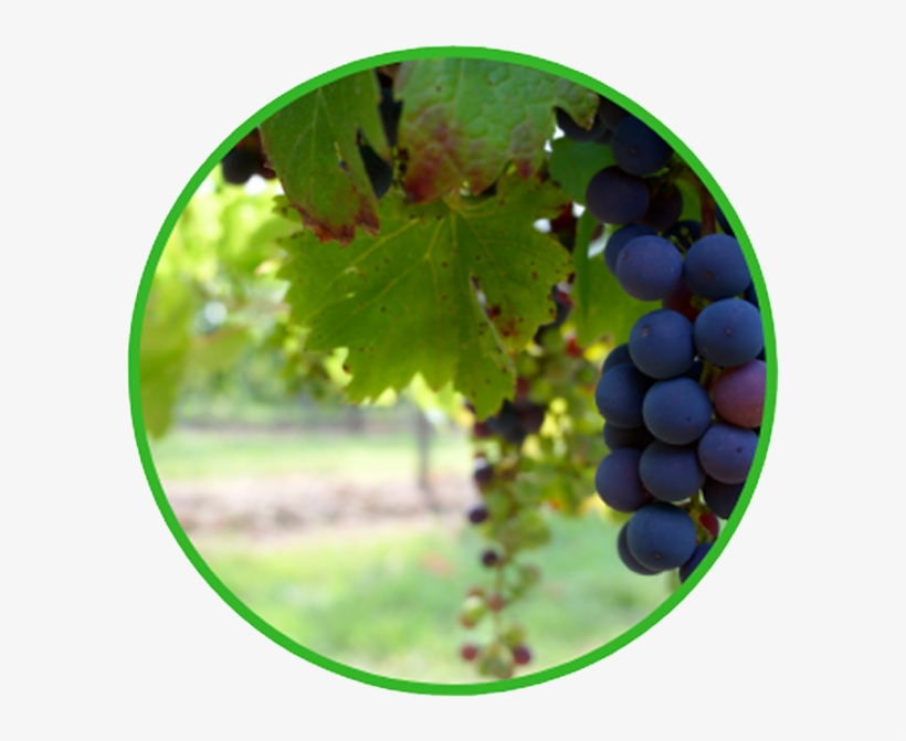 Uvas Eco - John 15 1 3, transparent png #8112667
