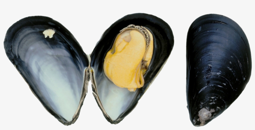 Blue Mussel, transparent png #8112840
