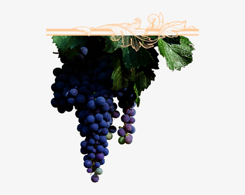 El Viñedo - Parra De Uvas Png, transparent png #8113623
