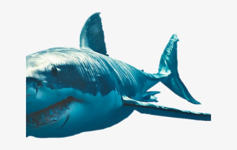 Great White Shark Clipart Sad - Great White Shark, transparent png #8114095