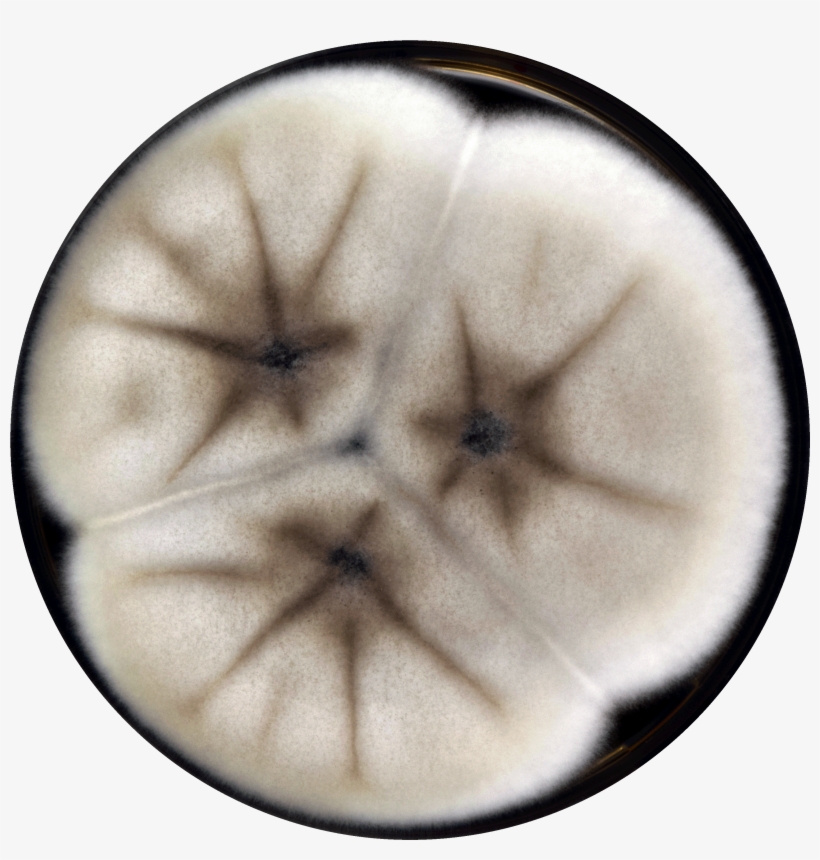 Aspergillus Trinidadensis Meaox - Circle, transparent png #8116690