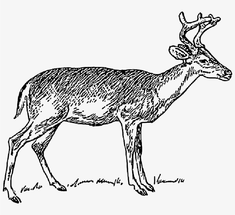 Free Pictures Deer Images Found Mammals Wild - Venado Cola Blanca En Blanco Y Negro - Free Transparent PNG Download - PNGkey Free Pictures Deer Images Found Mammals Wild - Venado Cola Blanca En Blanco Y Negro - Free Transparent PNG Download - PNGkey