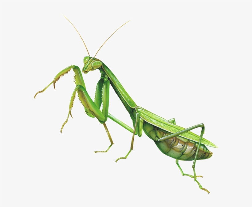 Mantis Clipart Insect Bug - Praying Mantis Fighting Stance, transparent png #8119317