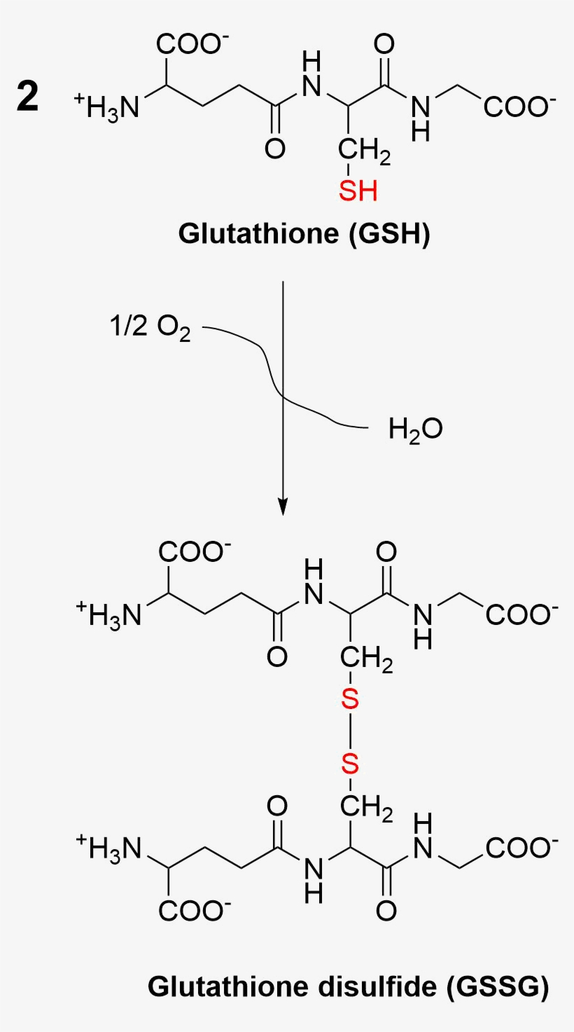 Oxidation Of Glutathione To Glutathione Disulfide - Glutathione To Glutathione Disulfide, transparent png #8119673