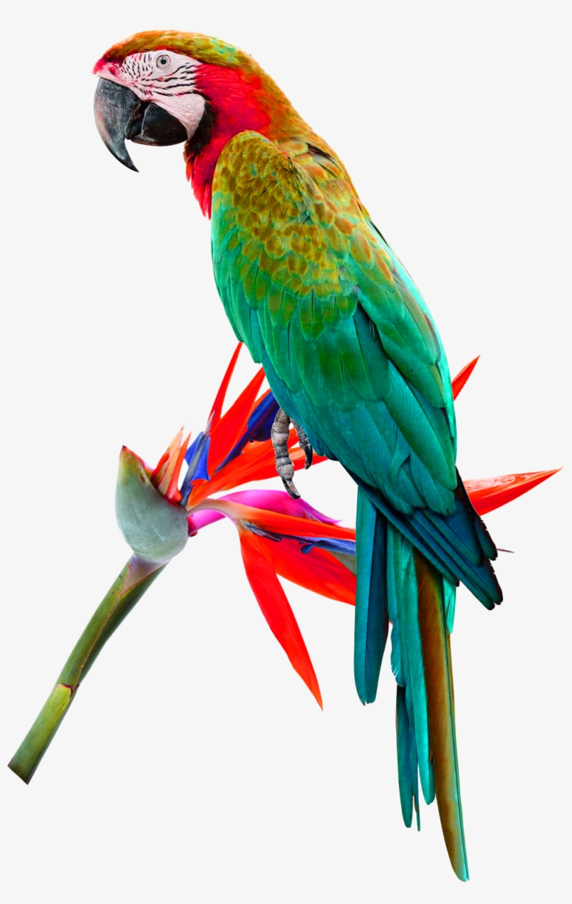 Macaw Png, transparent png #8120543
