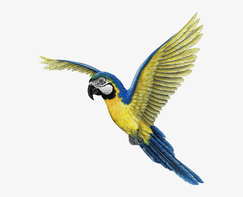 Macaw, transparent png #8120863