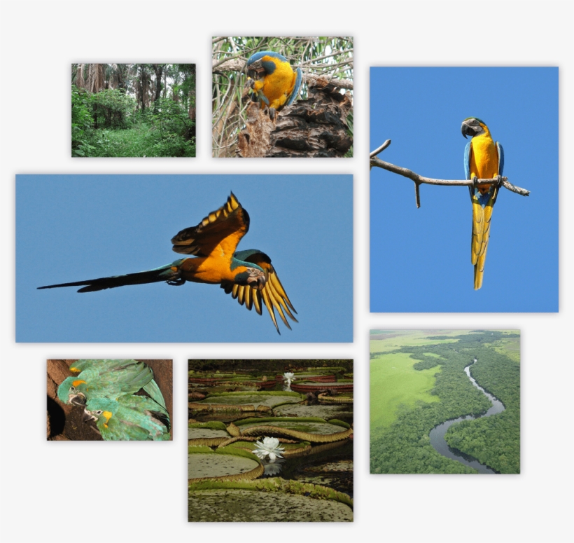Blue Throated Macaw Summary - Macaw, transparent png #8120913