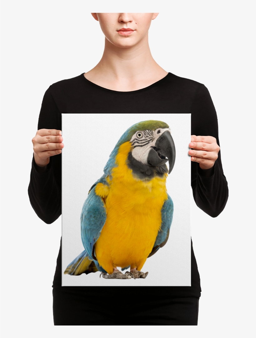 Macaw Canvas - Canvas, transparent png #8121007