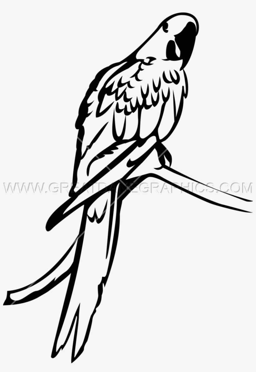 Macaw Clipart Hyacinth Macaw - Hyacinth Macaw Black And White, transparent png #8121043