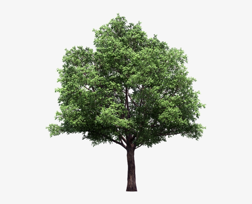 Vector Trees Plan Png - Tree With No Background, transparent png #8123165