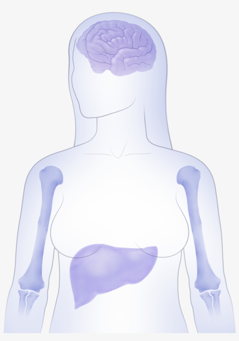 Learn How Ibrance Works - Spandex, transparent png #8123506