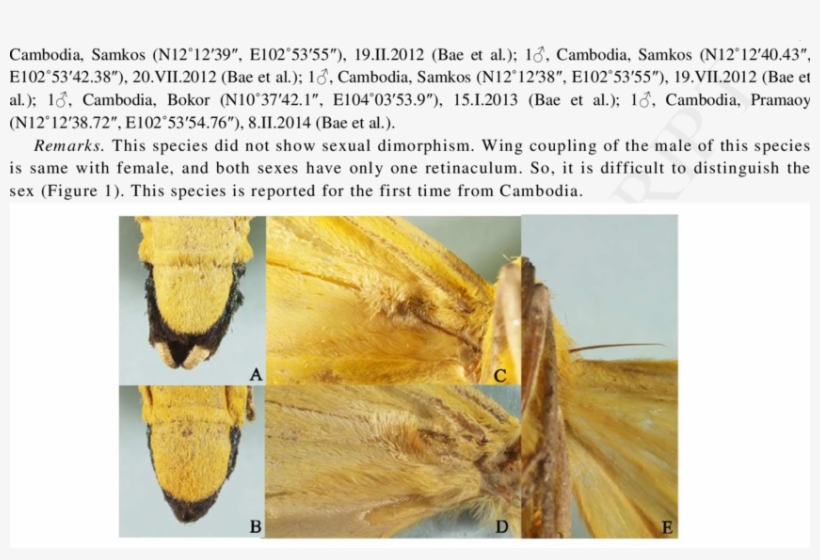 Abdomen And Wing Coupling Of Agape Chloropyga - Frenulum Moth, transparent png #8124465