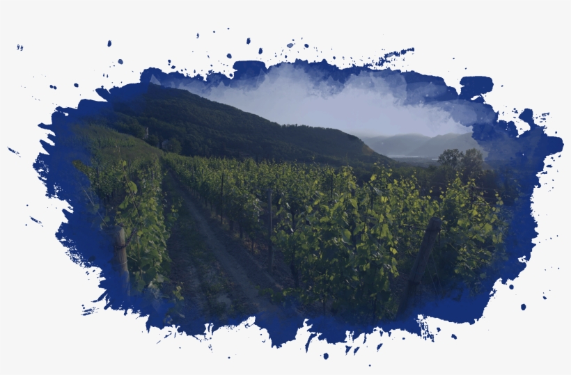 Natural, Long-lived And Above All, Italian - Shortleaf Black Spruce, transparent png #8128066