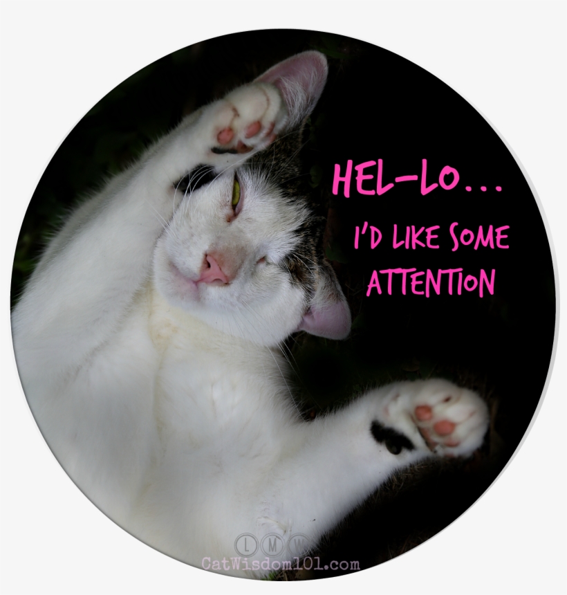 Odin Funny Cat Attention - Domestic Short-haired Cat, transparent png #8128441