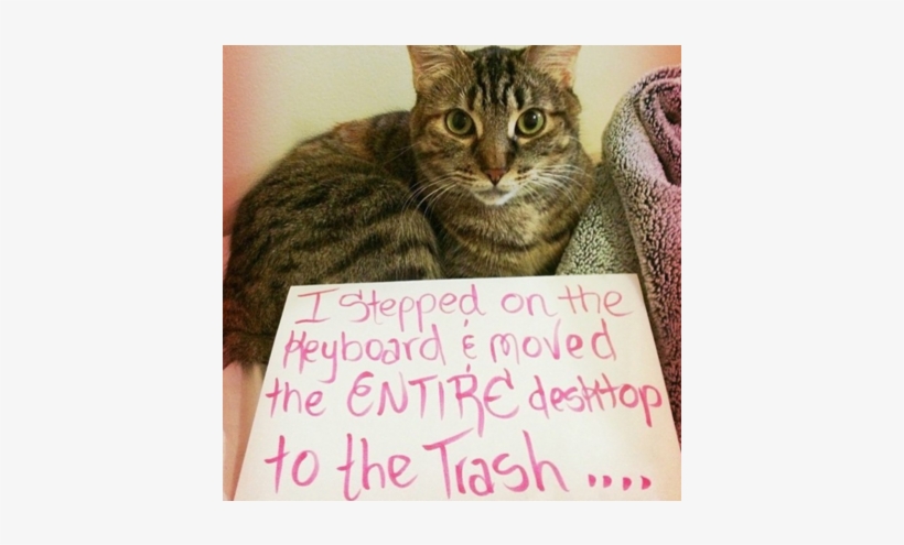 21 Hilarious Photos Of Cats Being Shamed For Their - Cat, transparent png #8129169