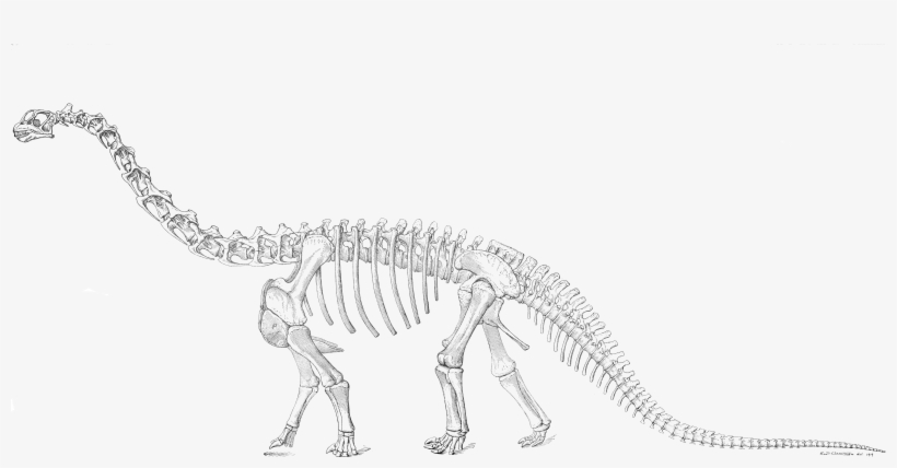 Drawings And Model Of A Camarasaurus Prepared For Osborn - Camarasaurus Skeleton, transparent png #8130240