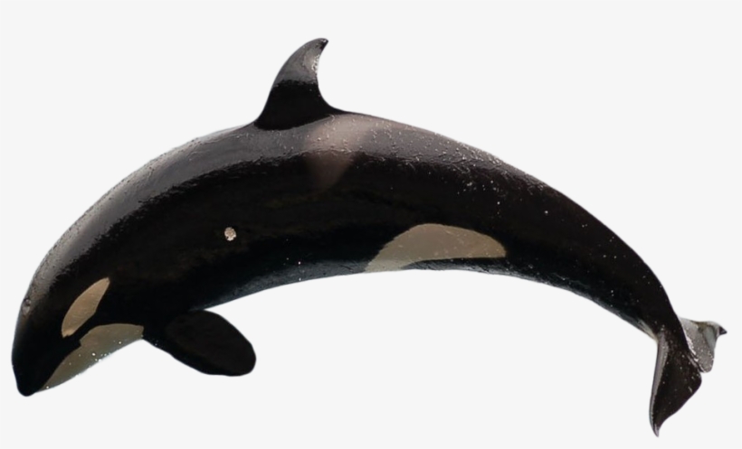 Killer Whale - Killer Whales Without Background, transparent png #8131577