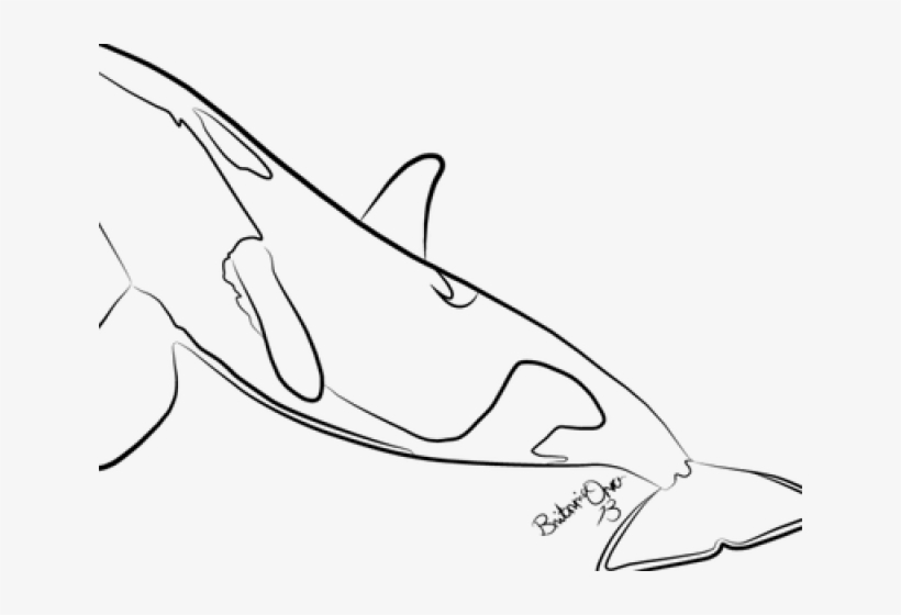 Killer Whale Clipart Easy - Line Art, transparent png #8132804