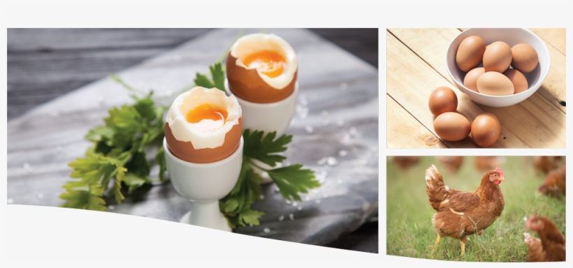 I Only Trust Toplay - Egg, transparent png #8133554