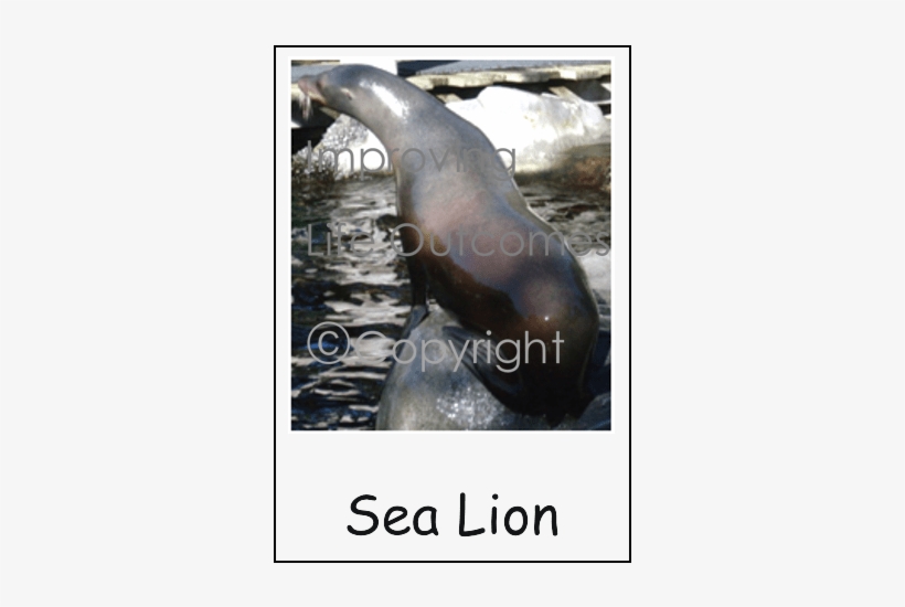 California Sea Lion, transparent png #8134772