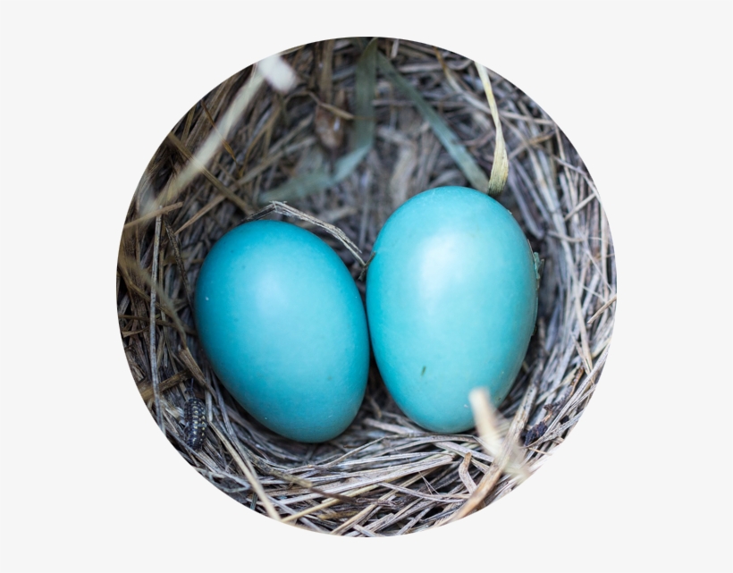 Blue Eggs In Nest - Egg, transparent png #8134932
