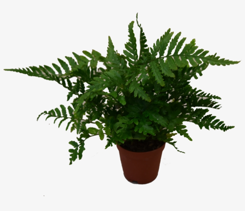 Mini Plants - Houseplant, transparent png #8135118
