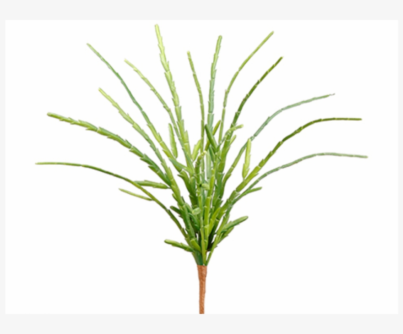 13" Pencil Cactus Bush Green - Grass, transparent png #8135151