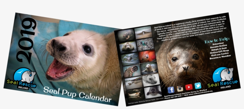 Now Half Price Our 2019 Calendar Is Now Only €5 - Two-toed Sloth, transparent png #8135364