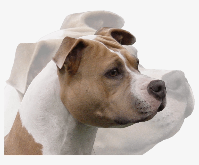 Photos - - Companion Dog, transparent png #8136509