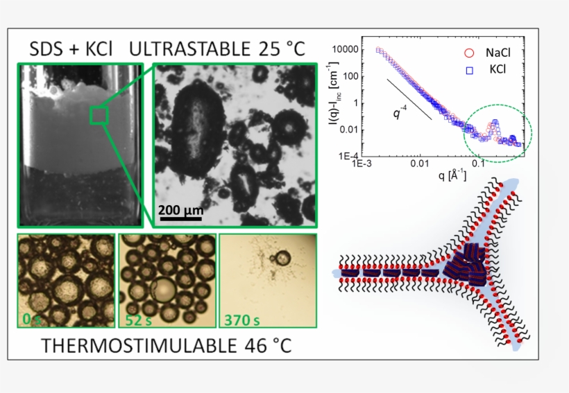 A Team Of Researchers At The Lps Of Université Paris-sud - Animal, transparent png #8136917