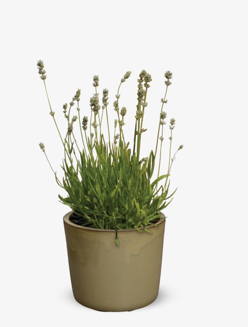 Flowerpot, transparent png #8137393