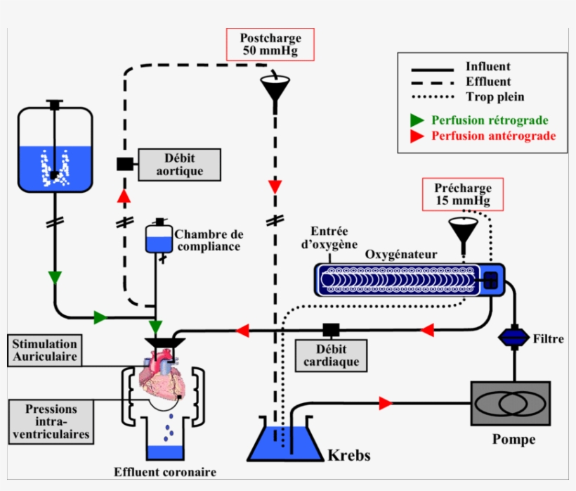 Schéma Représentant Le Système De Coeur Isolé Perfusé - Diagram, transparent png #8138381