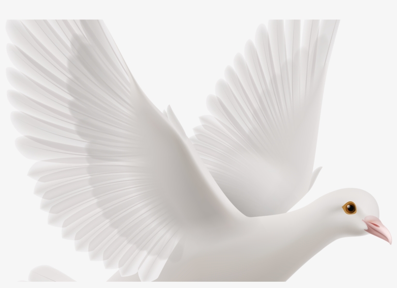 Website Integration And Updates - Water Bird, transparent png #8138558
