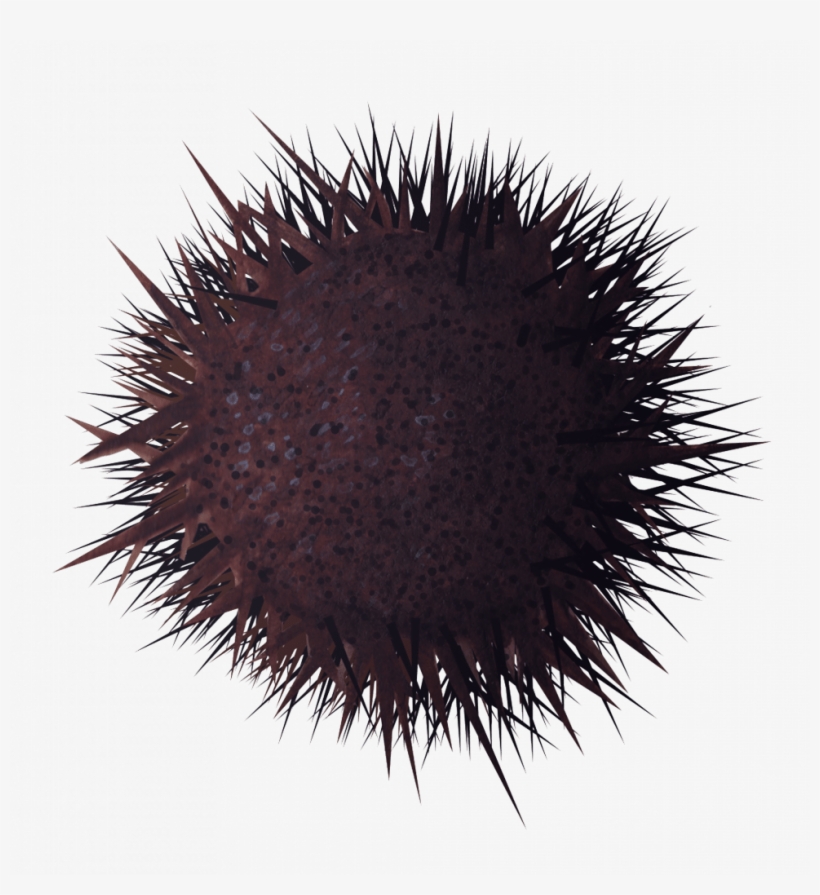 Stony Sea Urchin - Sea Urchin, transparent png #8138729