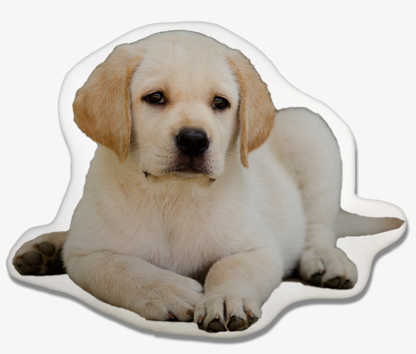 Dog Pillow Pawjoy - Labrador Retriever, transparent png #8138830