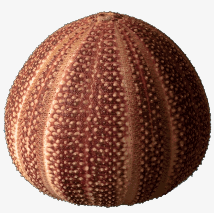 Sea Urchin Strongylocentrotus Franciscanus - Echinoderm Skeleton, transparent png #8138901