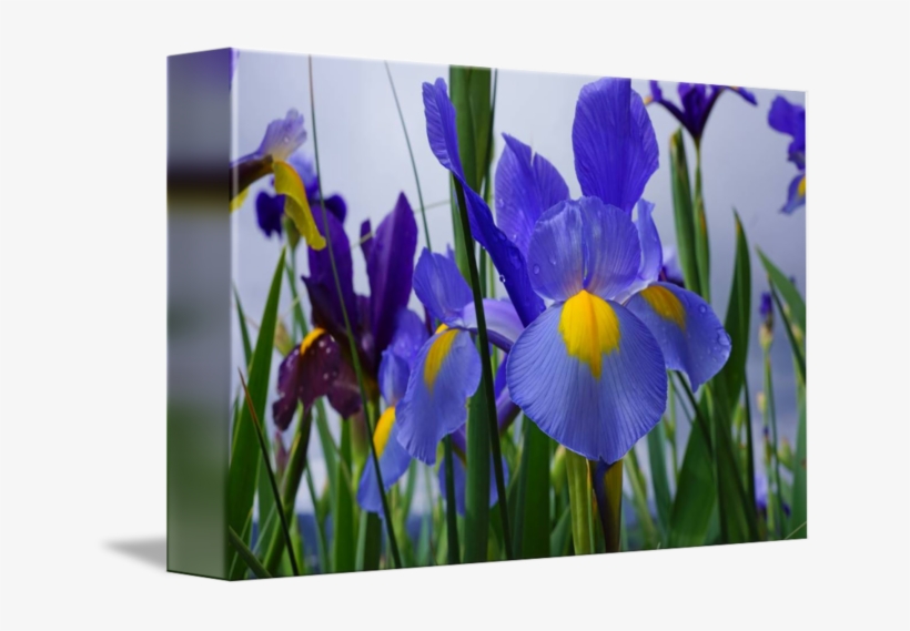 Blue Iris Flower - Iris, transparent png #8139274