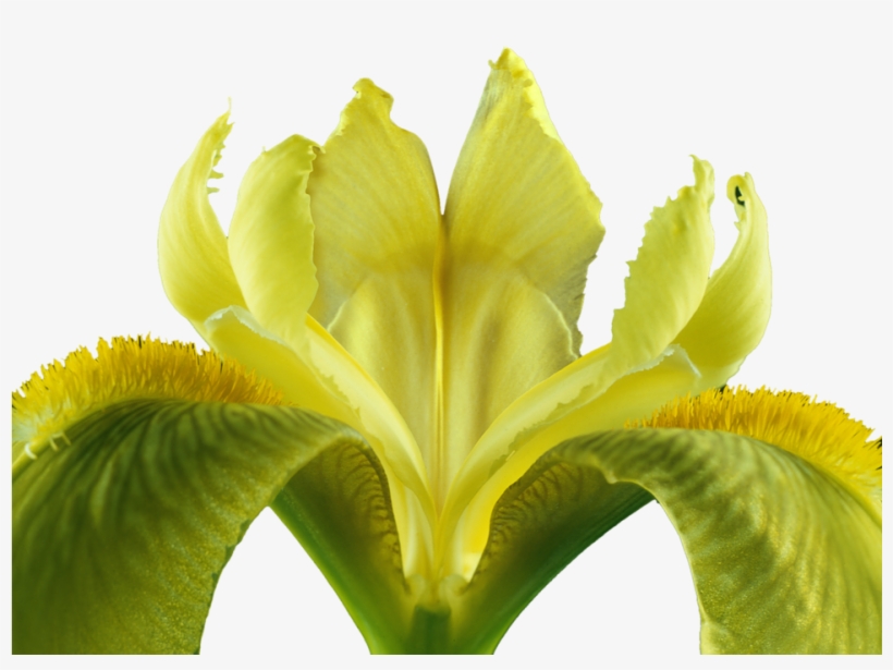 Iris, Isolated, Blossom, Bloom, Plant, Yellow Flowers - Iris, transparent png #8139312