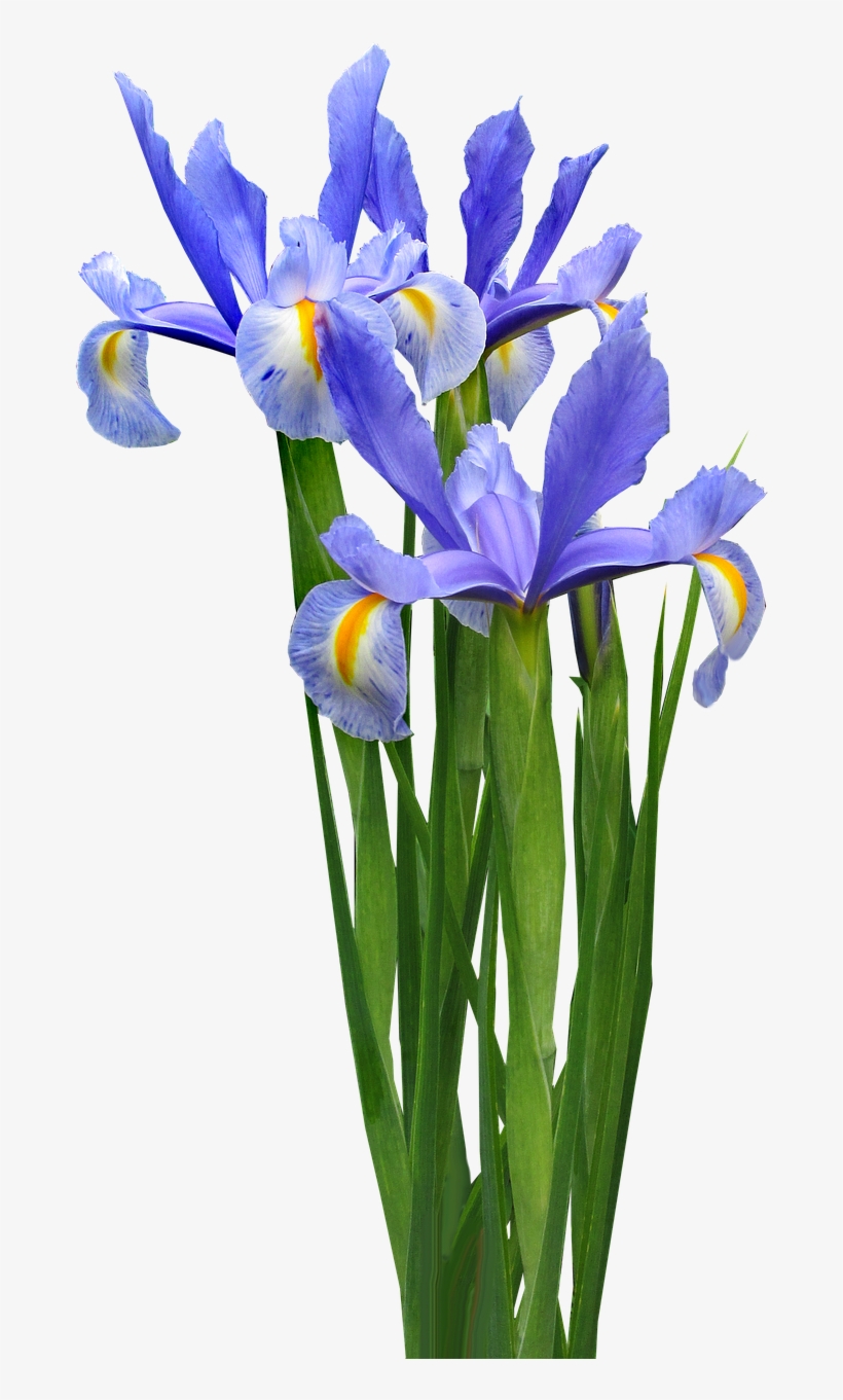 Dutch Iris Plant Bulb - Transparent Iris Flower Png, transparent png #8139353