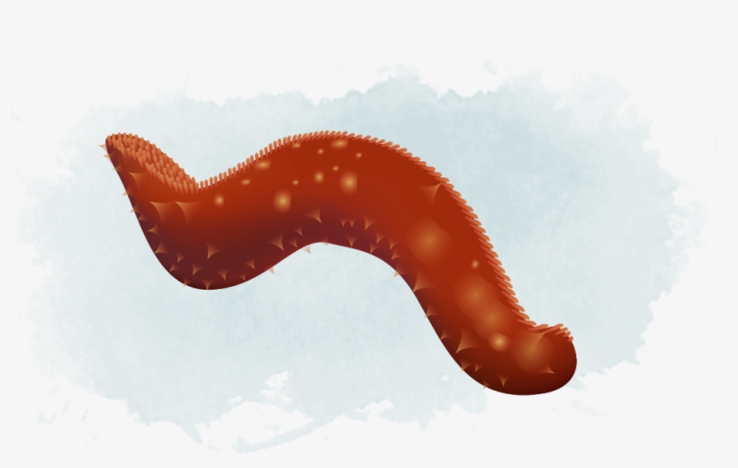 Sea Cucumber And Urchin - Insect, transparent png #8139555