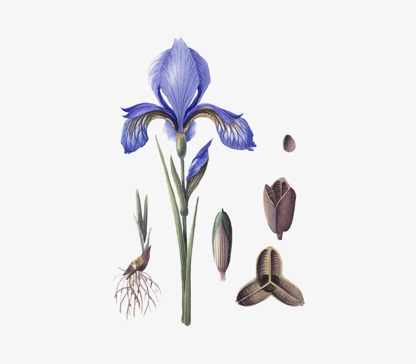 Iris Albicans, transparent png #8139562