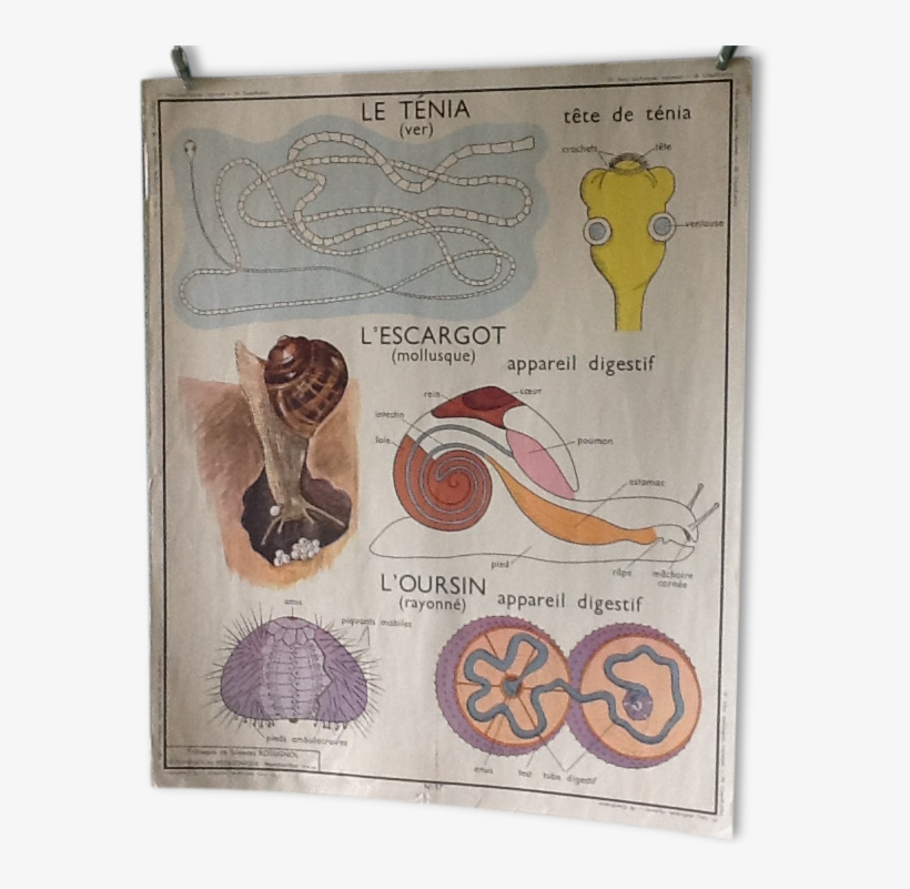 Displays Educational Vintage - School, transparent png #8139873