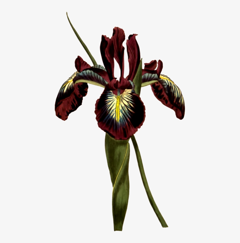 Botany Curtis's Botanical Magazine Botanical Illustration - Botanical Illustration, transparent png #8140000