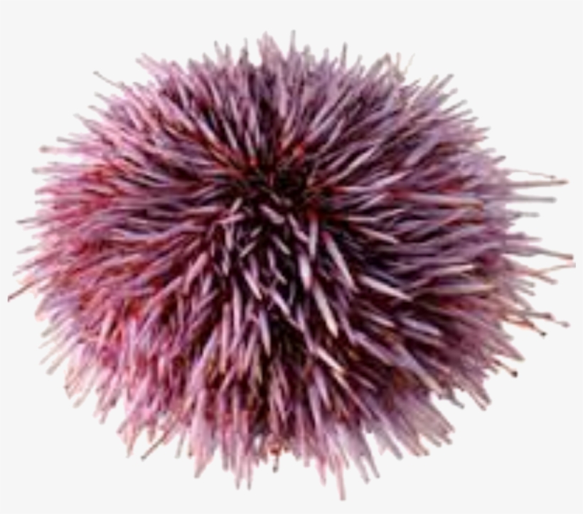 Sea Urchin No Background, transparent png #8140025