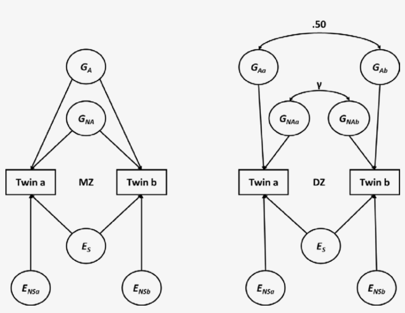 Twin Model For Monozygotic And Dizygotic (dz) Twins - Diagram, transparent png #8140342