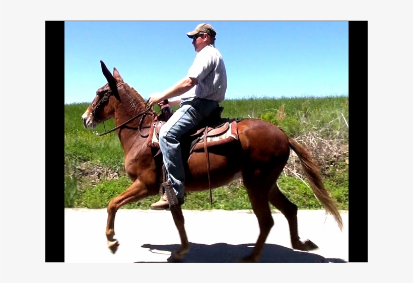 Movie Snapshot - Stallion, transparent png #8140883