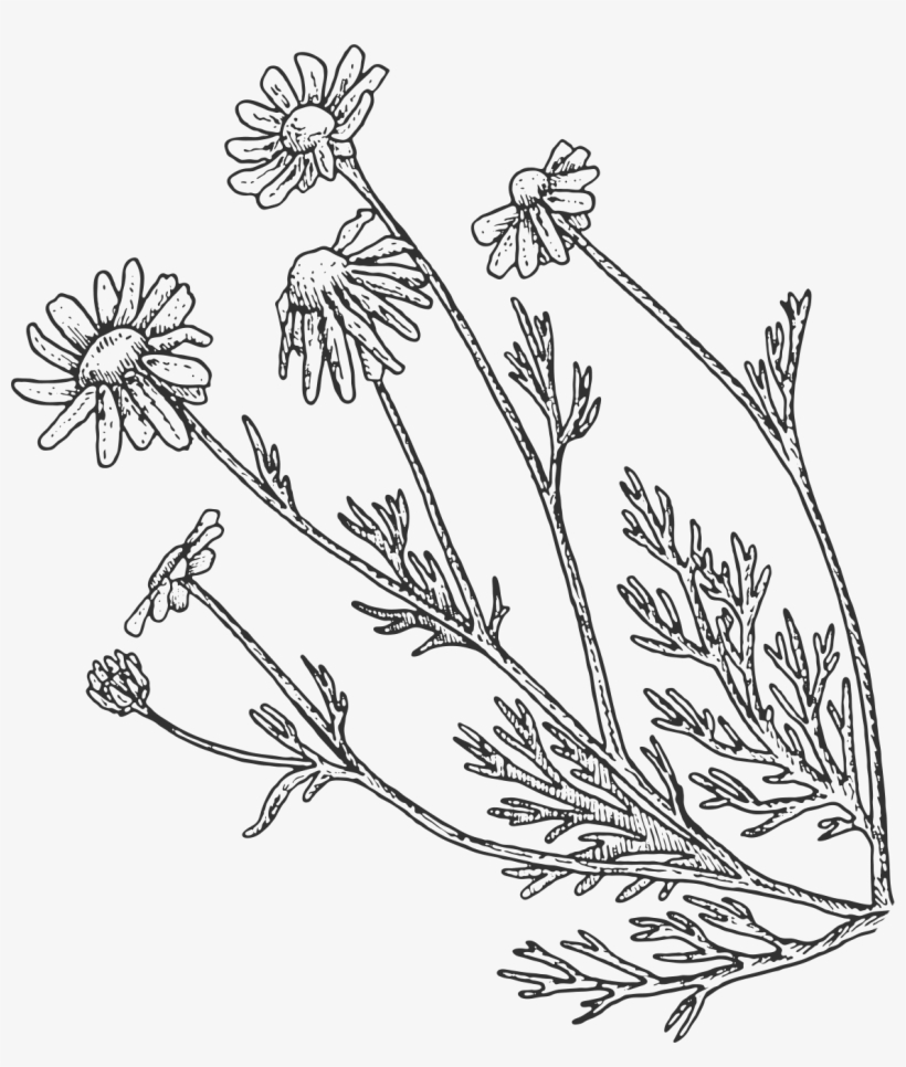 Chamomile Leaves Art - Chamomile Leaf Drawing, transparent png #8143812