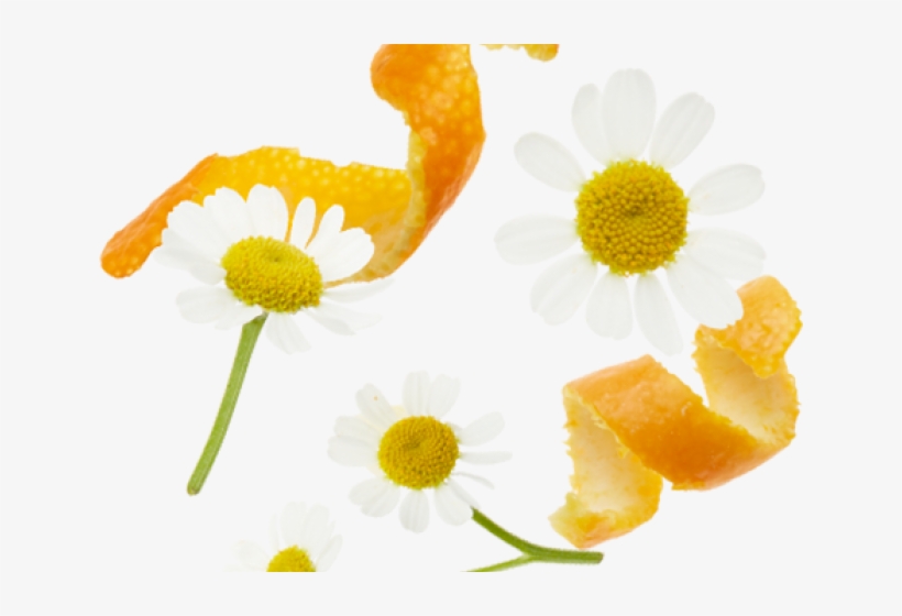 Chamomile, transparent png #8144138