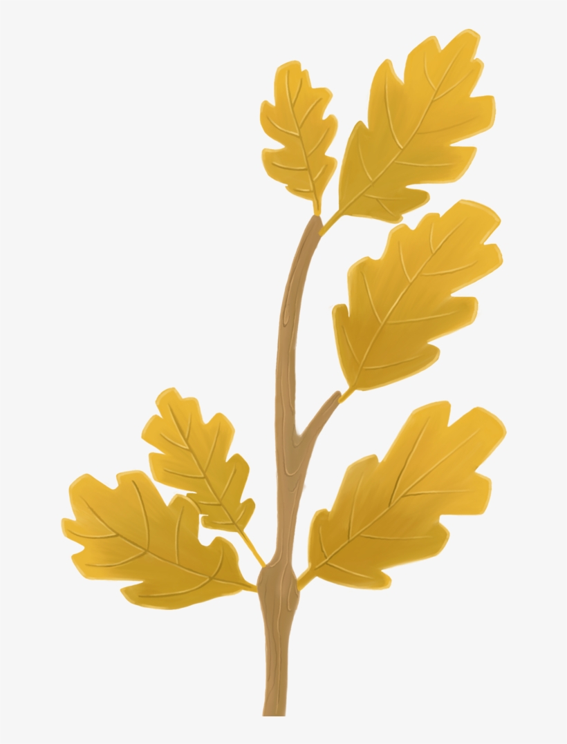 Leaf And Flower Textures For The Different Variants - Euryops Pectinatus, transparent png #8146170