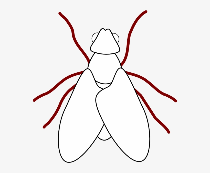 Fly Line Drawing Svg Clip Arts 564 X 597 Px, transparent png #8146197